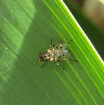 Image of Anthomyia punctipennis Wiedemann 1830