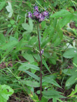 Image of Saussurea alpina (L.) DC.