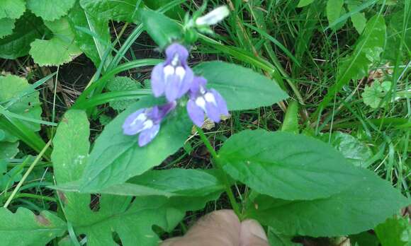 Image de Lobelia siphilitica var. siphilitica