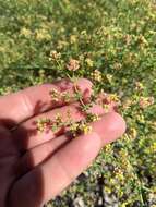 Image of Eriogonum galioides I M. Johnst.