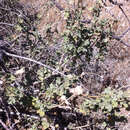 Sivun Malacothamnus clementinus (Munz & L. M. Johnston) Kearney kuva