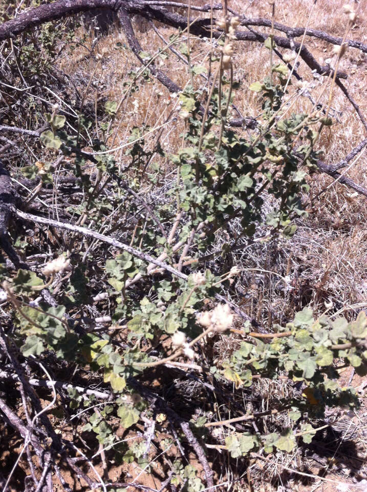 Image of San Clemente Island bushmallow