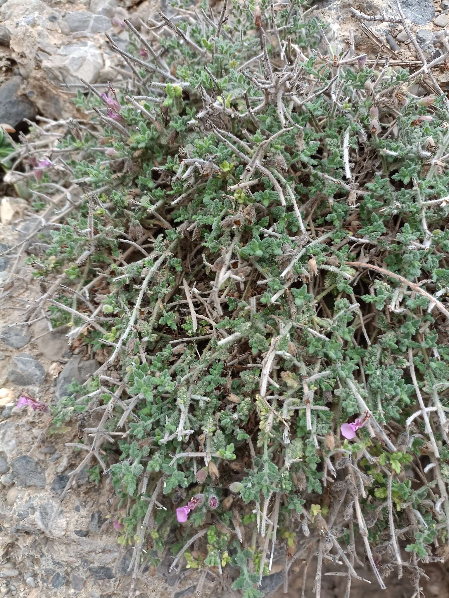 Image of Teucrium intricatum Lange