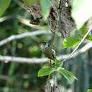 Image of Fine-barred Piculet