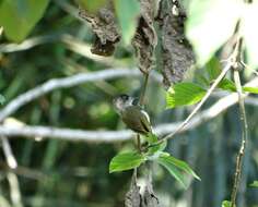 Image of Fine-barred Piculet