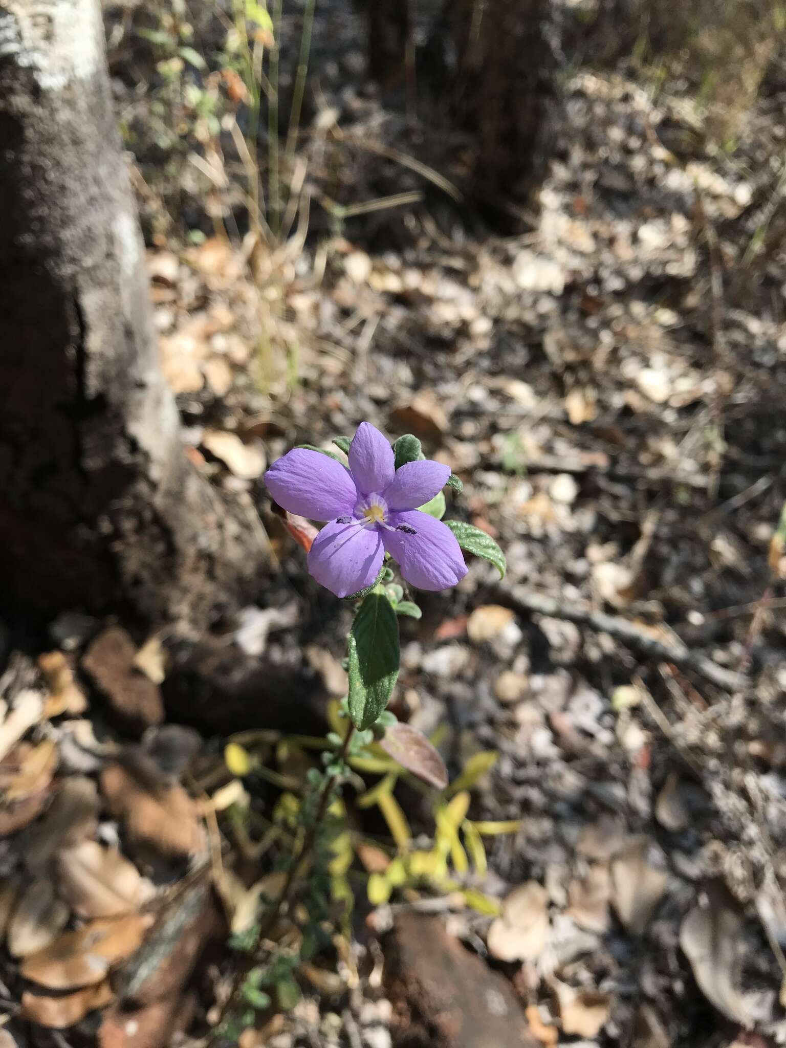 Image of Barleria crassa C. B. Cl.