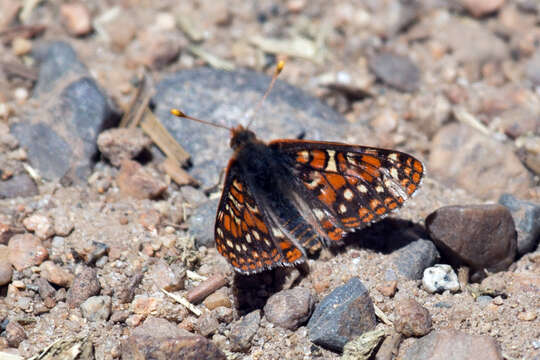 Imagem de Euphydryas editha (Boisduval 1852)