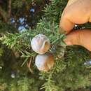 Image of Syrian juniper