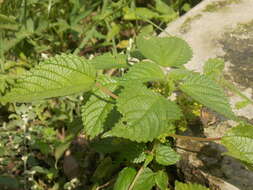 Image of Hawaii Wood-Nettle