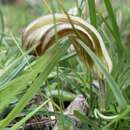 Слика од Pterostylis truncata Fitzg.