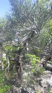 Image de Euphorbia analalavensis Leandri