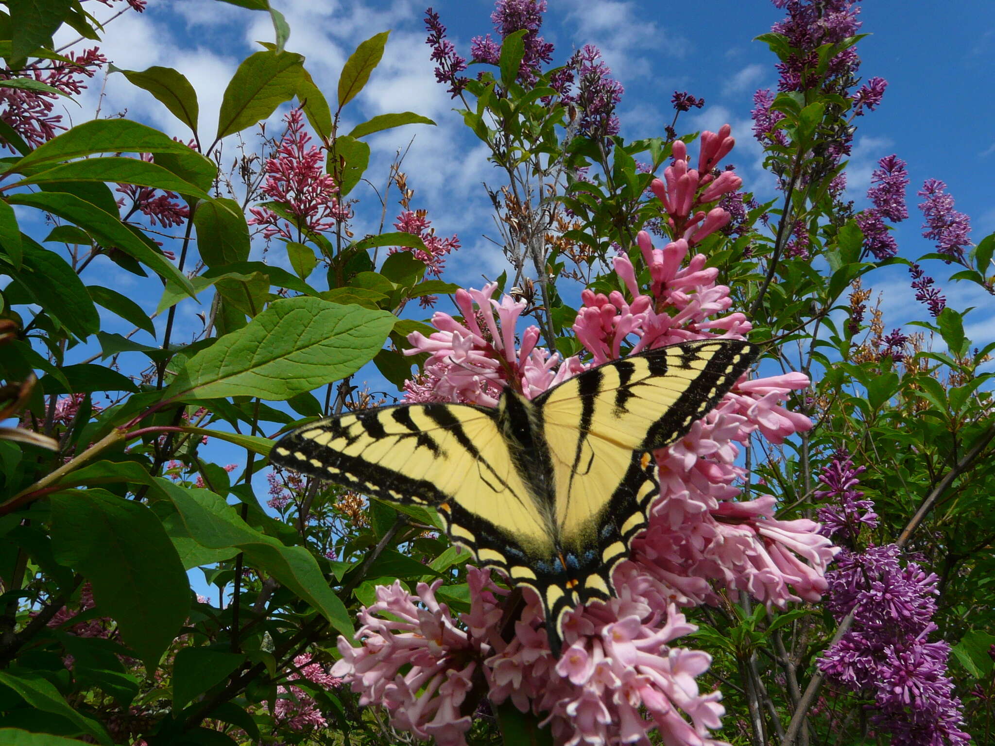 Image de Papillon tigré du Canada