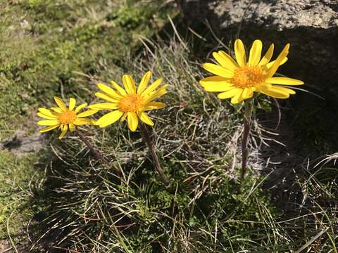 Image of Scapisenecio pectinatus var. major (F. Muell. ex Belcher) Schmidt-Leb.