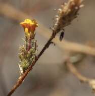 Plancia ëd Benitoa occidentalis (H. M. Hall) Keck