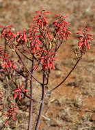 Aloe grandidentata Salm-Dyck resmi