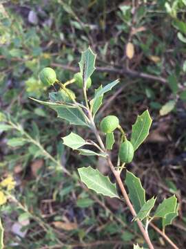 Image of Grevillea angulata R. Br.