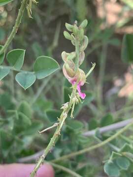 Image of <i>Indigofera <i>schimperi</i></i> Jaub. & Spach var. schimperi