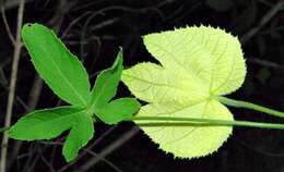 Image of Dalechampia capensis A. Spreng.