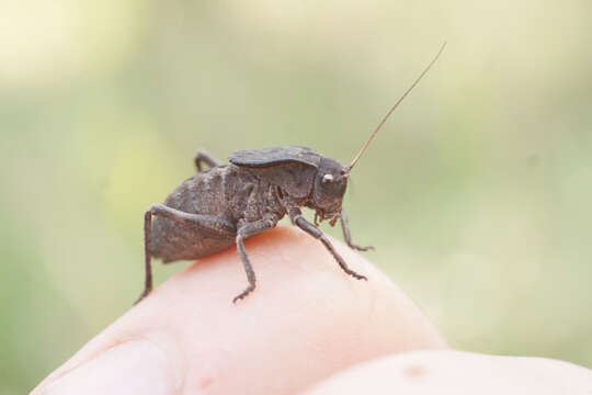 Image of Southern Barbed-wire Bush-cricket