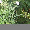 Image of Robyns' American-Aster