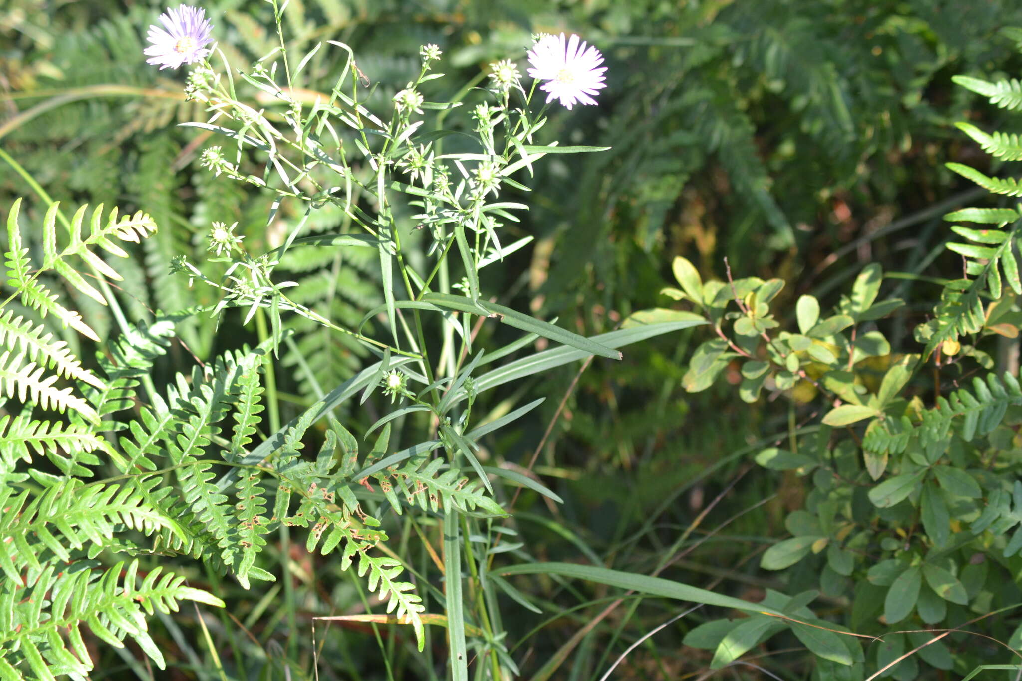 Image of Robyns' American-Aster