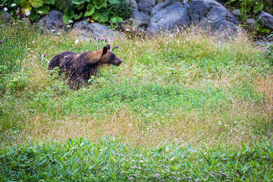 Ursus arctos lasiotus Gray 1867 resmi