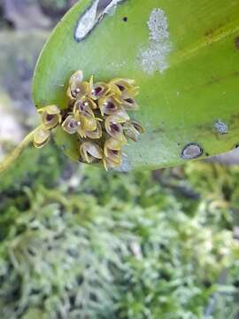 Imagem de Pleurothallis canaligera Rchb. fil.