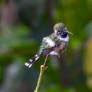 Image of Sparkling-tailed Woodstar