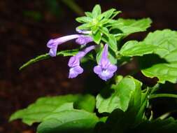 Image of Scutellaria guatemalensis Leonard