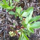 Image de Salix pulchra Cham.