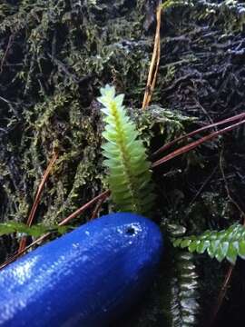 Image of Cyathophorum