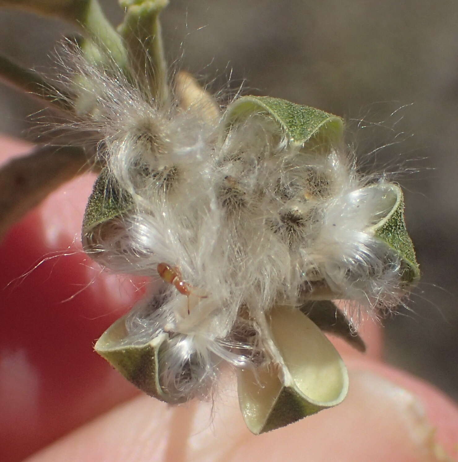 Image of Hermannia minutiflora Engl.