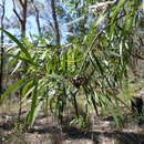 Sivun Hakea eriantha R. Br. kuva