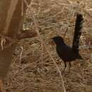 Image of Black Bush Robin