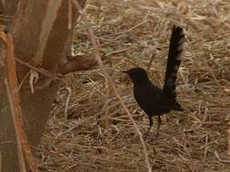 Image of Black Bush Robin