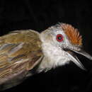 Image of Rufous-crowned Babbler