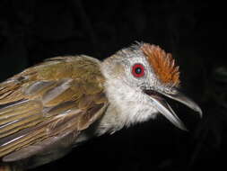 Image of Rufous-crowned Babbler