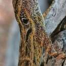 Imagem de Anolis brevirostris Bocourt 1870