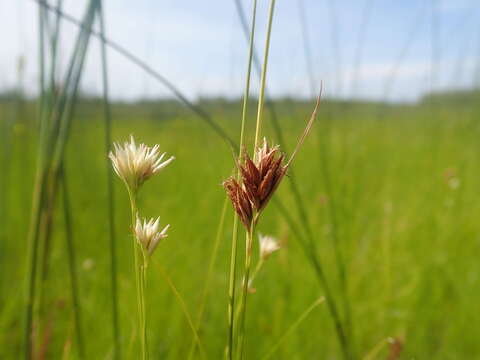 صورة Rhynchospora fusca (L.) W. T. Aiton