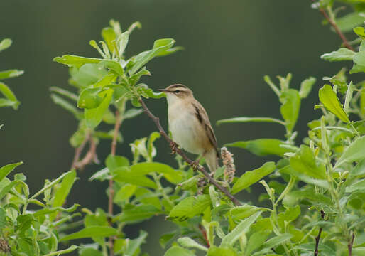 Image of Sedge Warbler