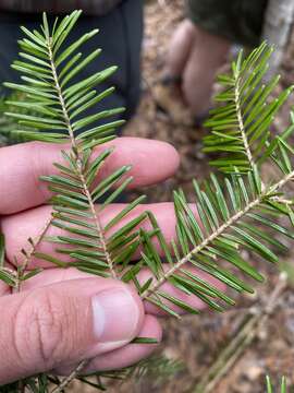 Image de Abies balsamea var. balsamea