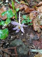 Image de Colchicum neapolitanum (Ten.) Ten.