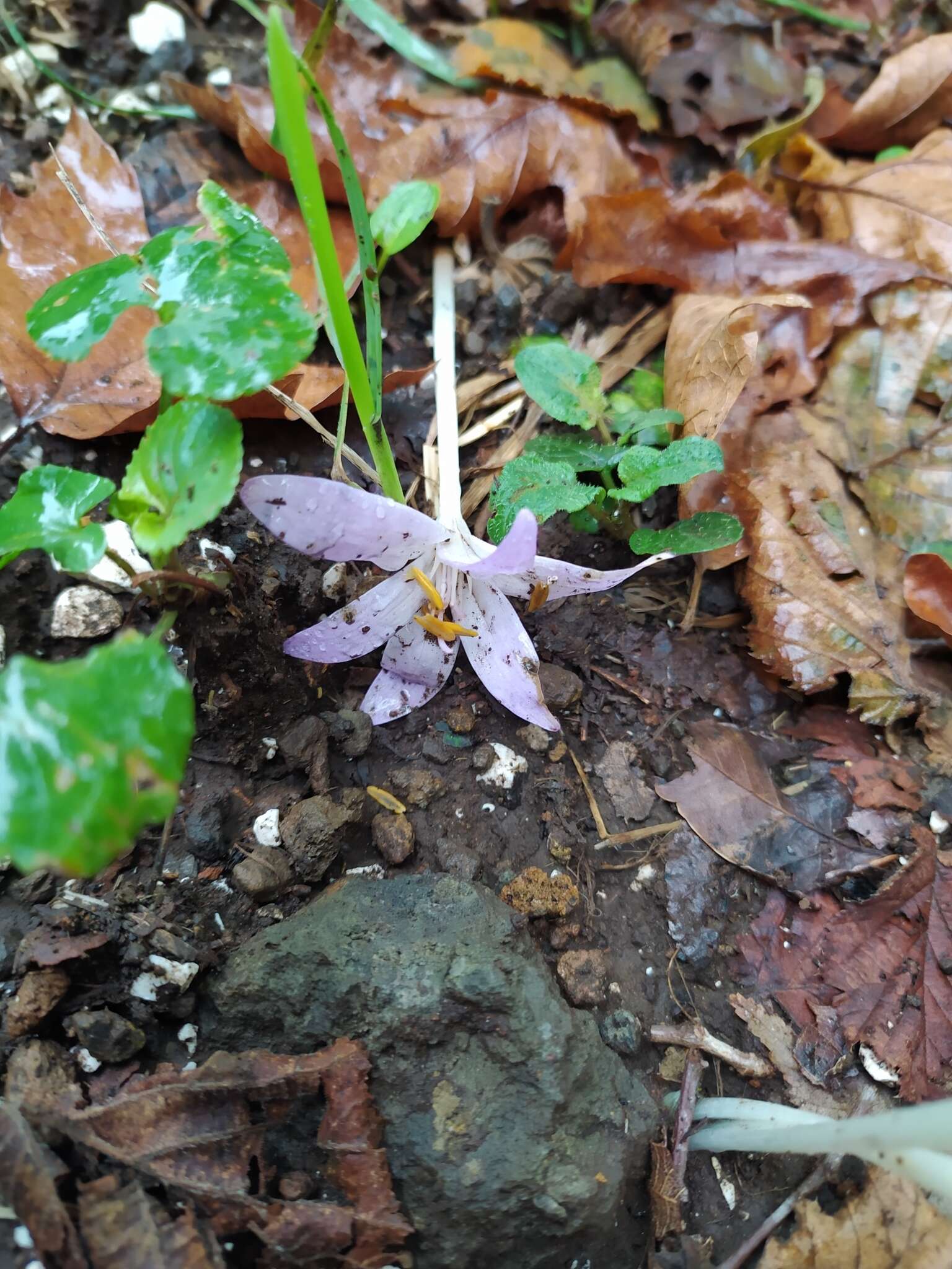 Image de Colchicum neapolitanum (Ten.) Ten.