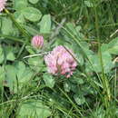 Imagem de Trifolium repens subsp. prostratum Nyman