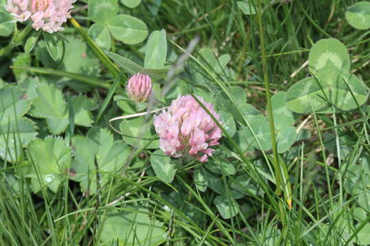 Image of Western Clover