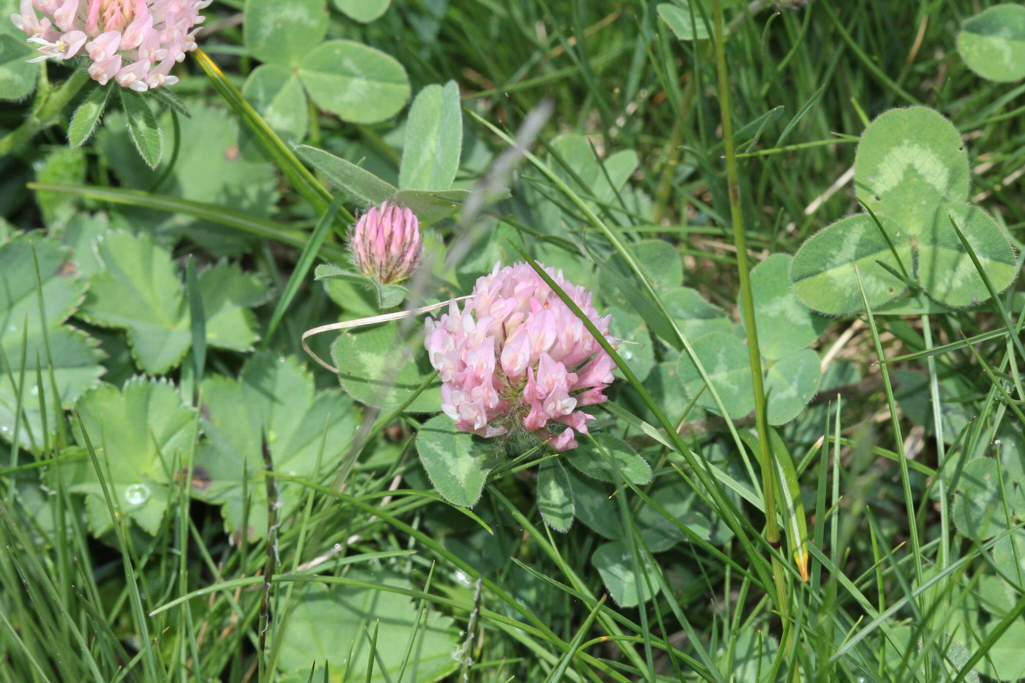 Слика од Trifolium repens subsp. prostratum Nyman