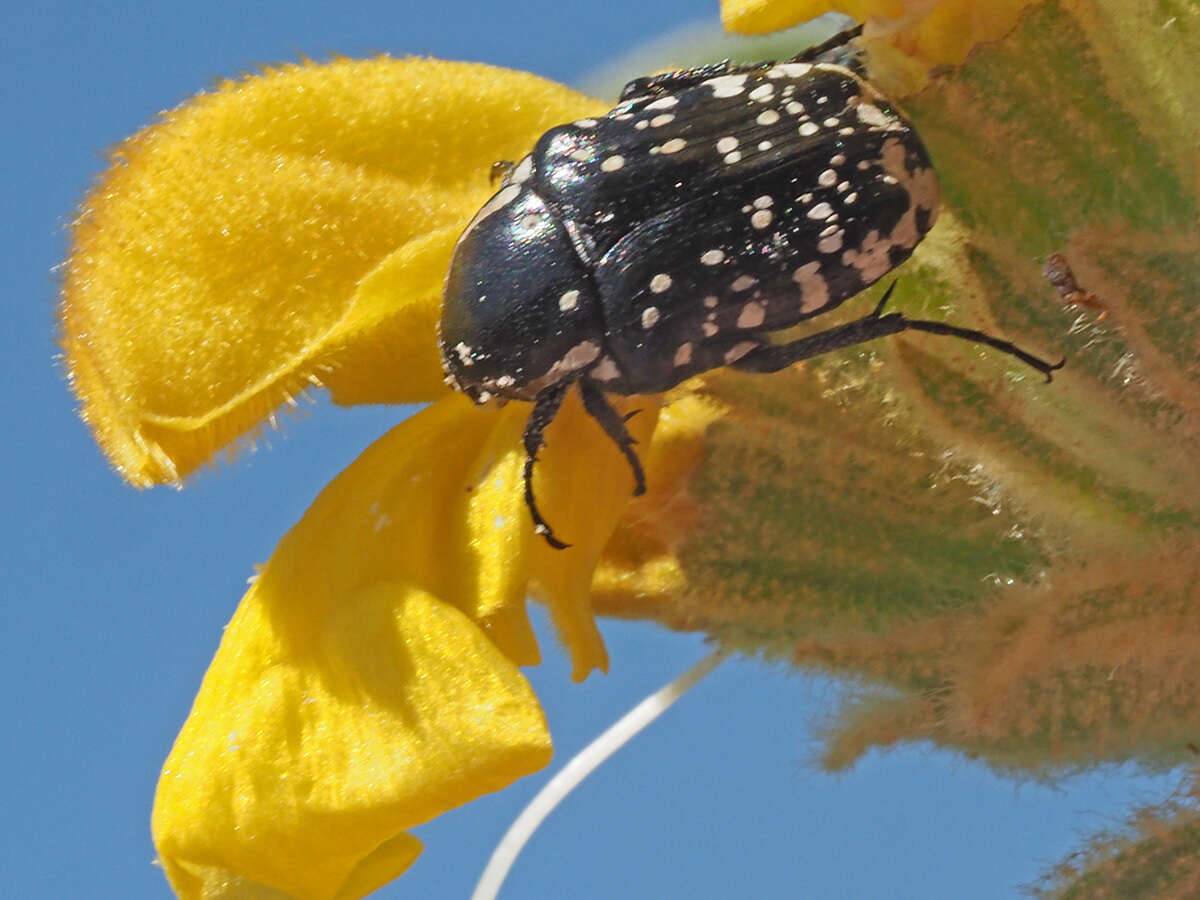 Imagem de Oxythyrea cinctella (Schaum 1841)