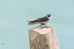 Image of Mangrove Swallow