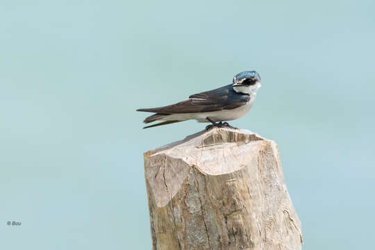 Image of Mangrove Swallow