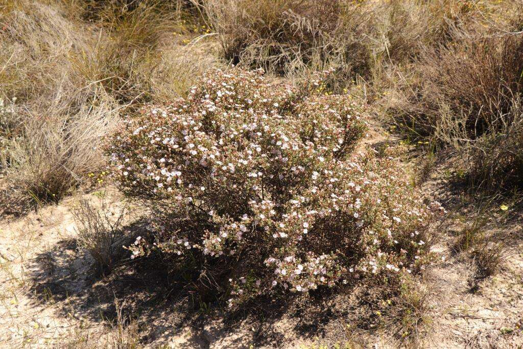 Imagem de Oscularia cedarbergensis (L. Bol.) H. E. K. Hartm.